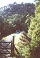 embankment in woody glade, blocked by a gate